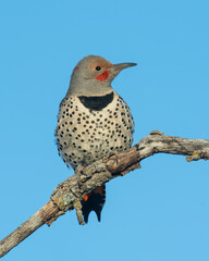 Northern Flicker