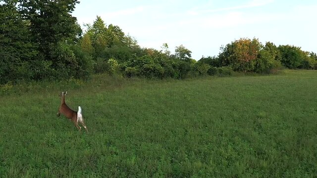 white tail deer run and jump into forest super slomo aerial