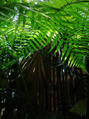 Naklejka premium Green leaves pattern of Australian tree fern in tropical garden. Sunlight in the morning. Rainforest.