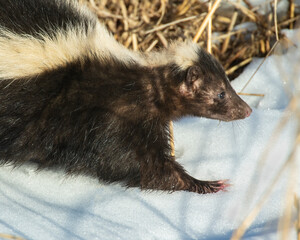 Striped Skunk in the snow