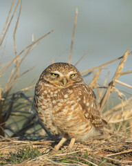 Burrowing Owl