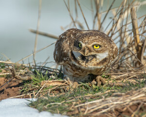 Burrowing Owl