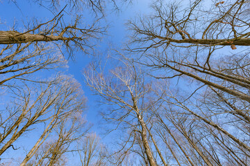 Tree branches without leaves on blue sky background.