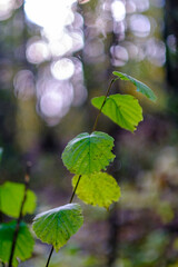 abstract autumn colored leaf pettern in nature with blur background