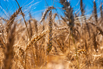 Fototapeta premium Grano