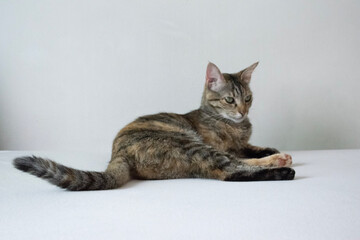 cat and mouse