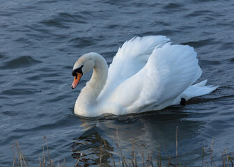 Mute Swan swimming on a pond.