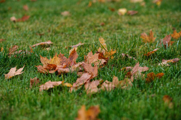 abstract autumn colored leaf pettern in nature with blur background