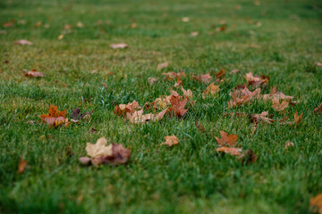 abstract autumn colored leaf pettern in nature with blur background