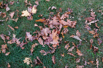 abstract autumn colored leaf pettern in nature with blur background