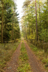 Idyllischer Waldweg im Herbstwald