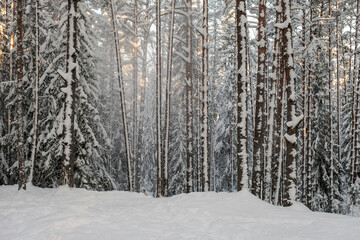tree trunk wall in winter forest covered with snow and sun shining