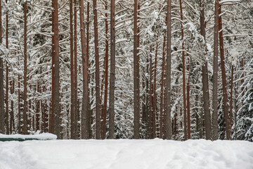 tree trunk wall in winter forest covered with snow and sun shining