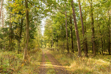 Naklejka premium Idyllischer Waldweg im Herbstwald