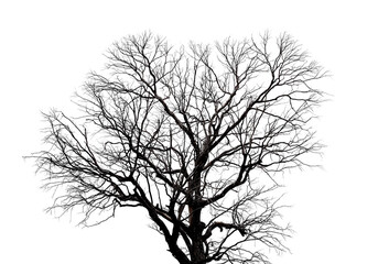 Fototapeta na wymiar Black dead tree branches with clipping path isolated on white background.