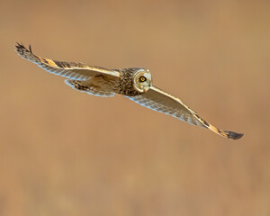 Short Eared Owl hunting over the prairie in Oklahoma