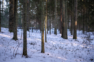 Naklejka premium tree trunk wall in winter forest covered with snow and sun shining