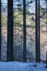 tree trunk wall in winter forest covered with snow and sun shining