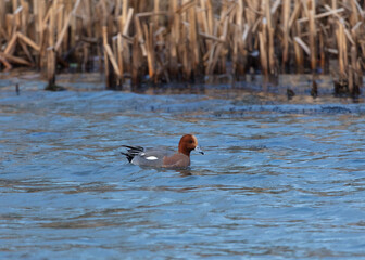 Widgeon, Duck swimming on pond.