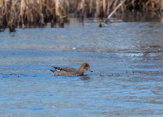 Widgeon, Duck swimming on pond.