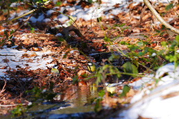 Fototapeta premium Great tits on the snow covered bank of a forest stream Parus major