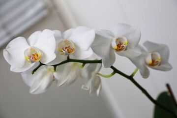 Beautiful branch of white orchid flowers on a white background