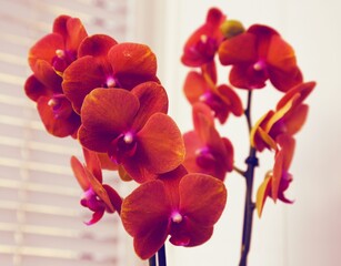 Beautiful orange orchid flower on white background