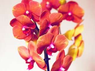 Fototapeta na wymiar Beautiful orange orchids bloom in the summer
