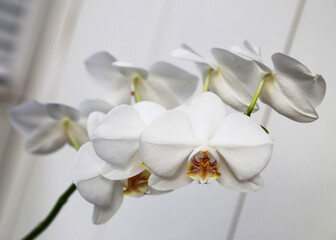 Delicate branch of white orchid flowers on a white background