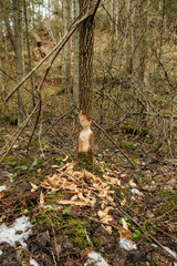tree trunk stomp being cut down by beaver strong teeth