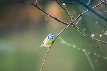 Spring time blue tit