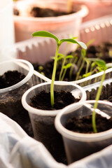 growing greenery on the windowsill