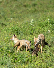 Naklejka na ściany i meble Pack of Serengeti wolves, Canis lupaster bea, in Serengeti, Tanzania.