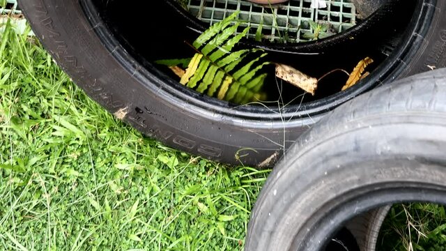 Tires containing trapped rain water is potential breeding ground of aedes mosquitoes, the cause of dengue fever