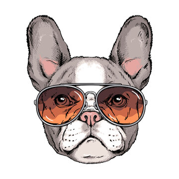 Cute french bulldog portrait. Dog in sunglasses. Vector illustration. Stylish image for printing on any surface