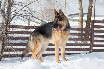 Cute german shepherd dog puppy is standing on white snow in the winter park. Pet animals.