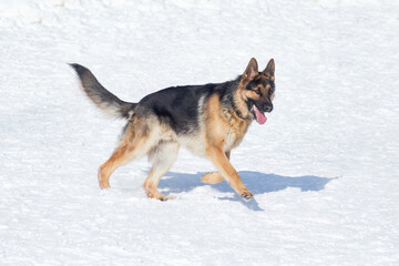 Cute german shepherd dog puppy are running on white snow in the winter park. Pet animals.
