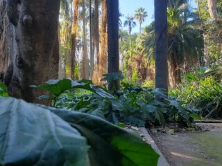 path in the Botanical Garden of el hamma algiers, algeria