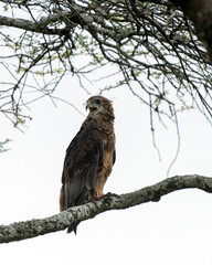 Bateleur juveline (Terathopius ecaudatus) eagle perching on tree, Serengeti Tanzania