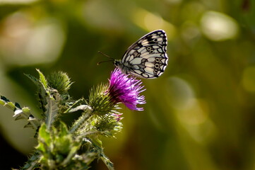 Monarch butterfly or Danaus plexippus in black and white collects nectar from the purple blossom  of milk thistle, Nisovo, Bulgaria 