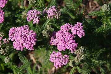 Obraz premium Selective focus close-up view of blooming Purple Yarrow, Achillea millefolium plants
