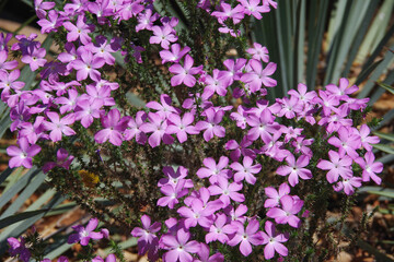 Selective focus close-up view of blooming purple  California Prickly Phlox, Linanthus californicus