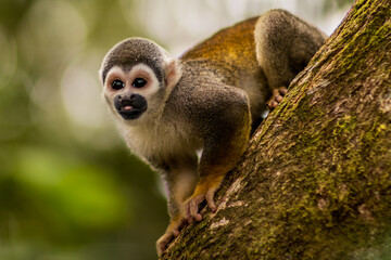 Naklejka na ściany i meble Squirrel monkey - Saimiri - Ecuadorian Amazon forest