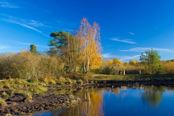 Landscape in the National Park Maasduinen in the Netherlands