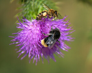 Bine/Hummel