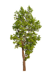 green tree side view isolated on white background  for landscape and architecture layout drawing, elements for environment and garden, tree elevation
