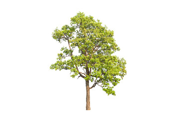 green tree side view isolated on white background  for landscape and architecture layout drawing, elements for environment and garden, tree elevation