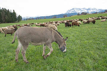 Esel bei einer Schafherde, Kanton Luzern, Schweiz