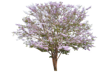 Pink tree side view isolated on white background  for landscape and architecture layout drawing, elements for environment and garden, tree elevation - Powered by Adobe