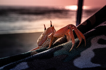 cangrejo en la playa